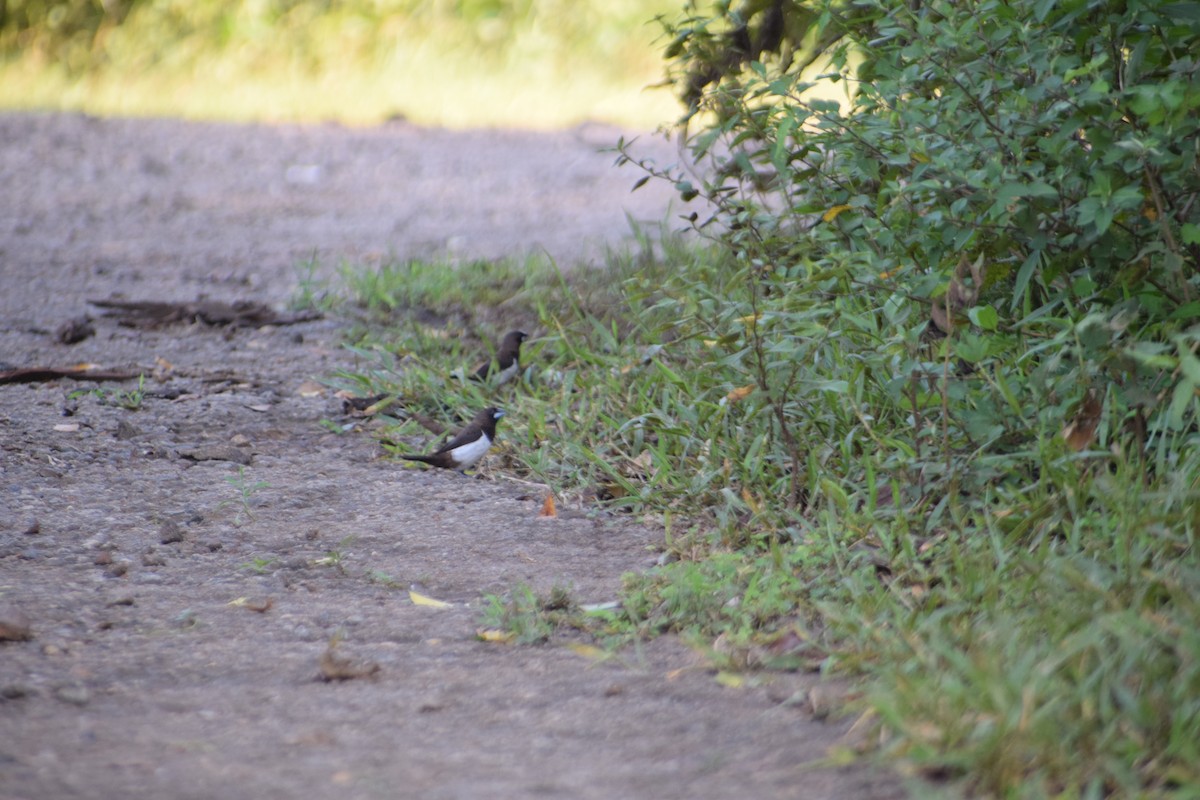 White-rumped Munia - ML642747562