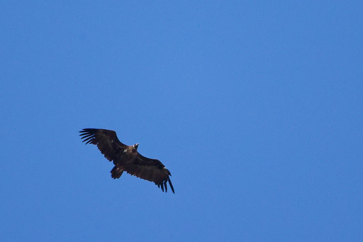 Cinereous Vulture - ML642747569