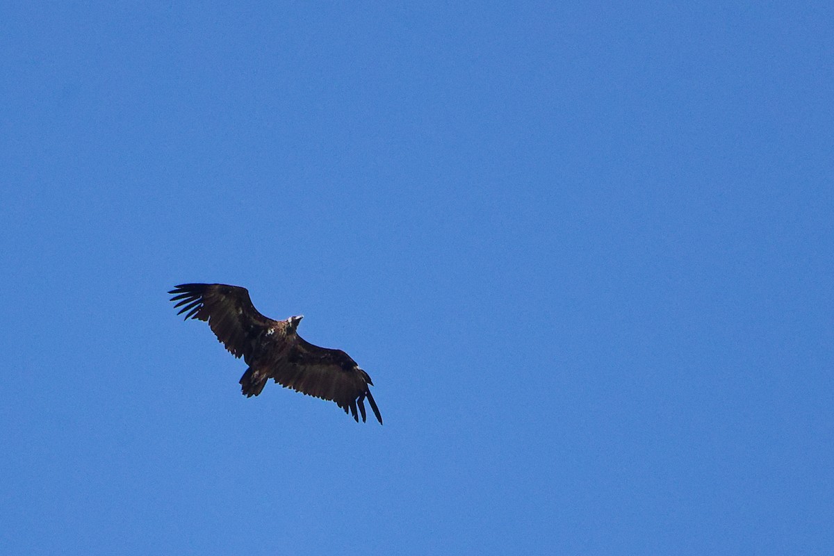 Cinereous Vulture - ML642747570