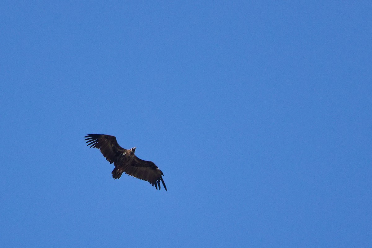 Cinereous Vulture - ML642747571