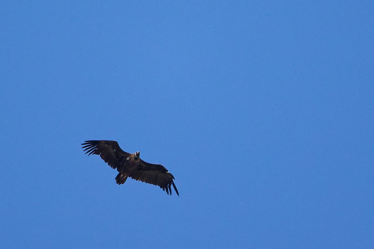 Cinereous Vulture - ML642747572