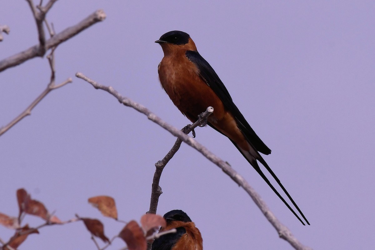 Rufous-chested Swallow - ML642747622