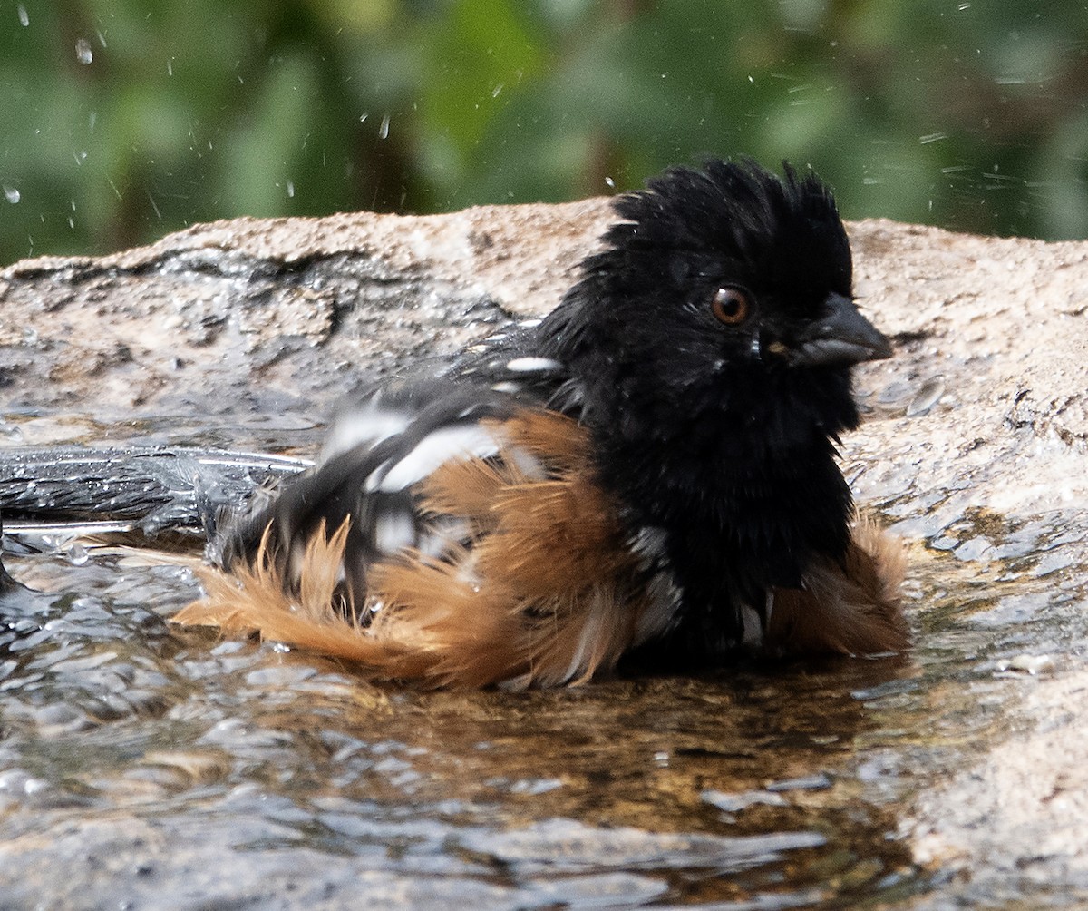 Spotted Towhee - ML642747651