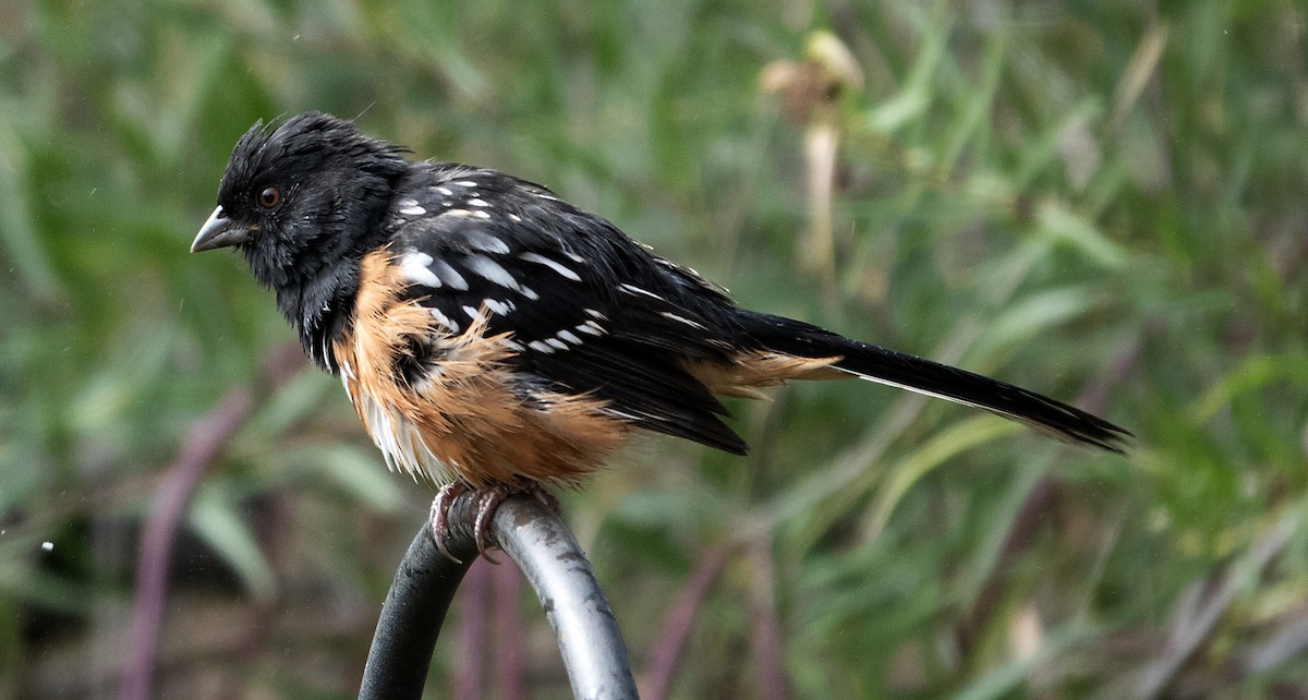 Spotted Towhee - ML642747652
