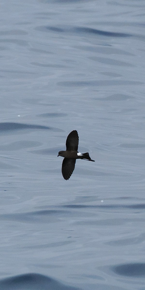 Wilson's Storm-Petrel - ML642747663
