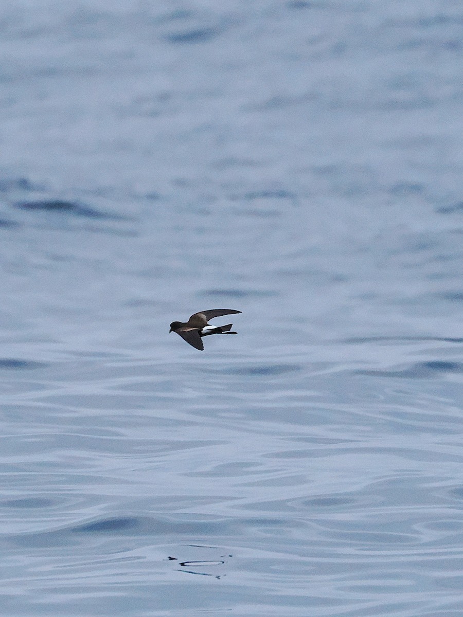 Wilson's Storm-Petrel - ML642747664