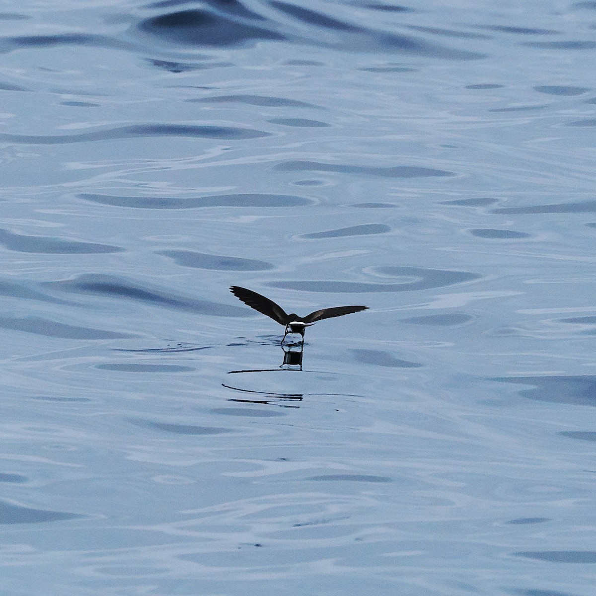 Wilson's Storm-Petrel - ML642747666