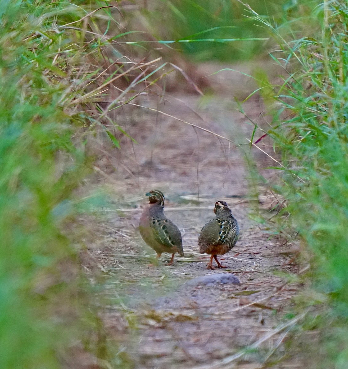 Jungle Bush-Quail - ML642747670