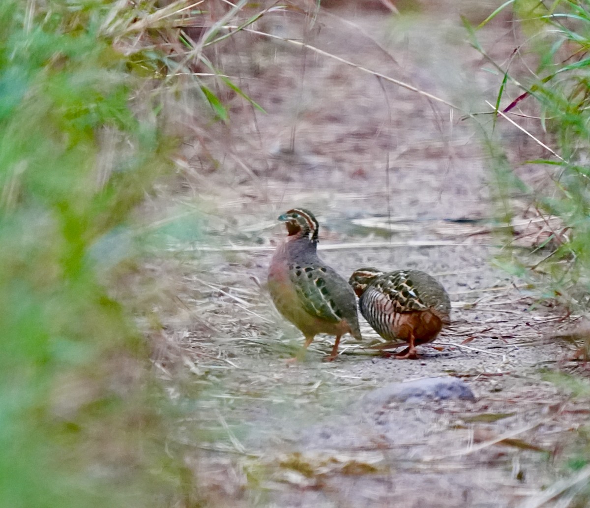 Jungle Bush-Quail - ML642747672