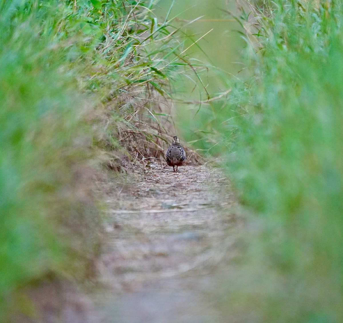 Jungle Bush-Quail - ML642747673