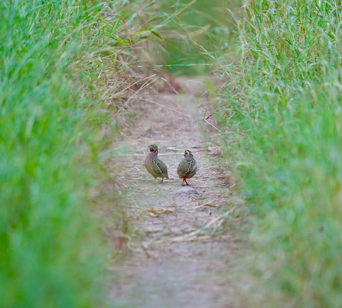 Jungle Bush-Quail - ML642747674