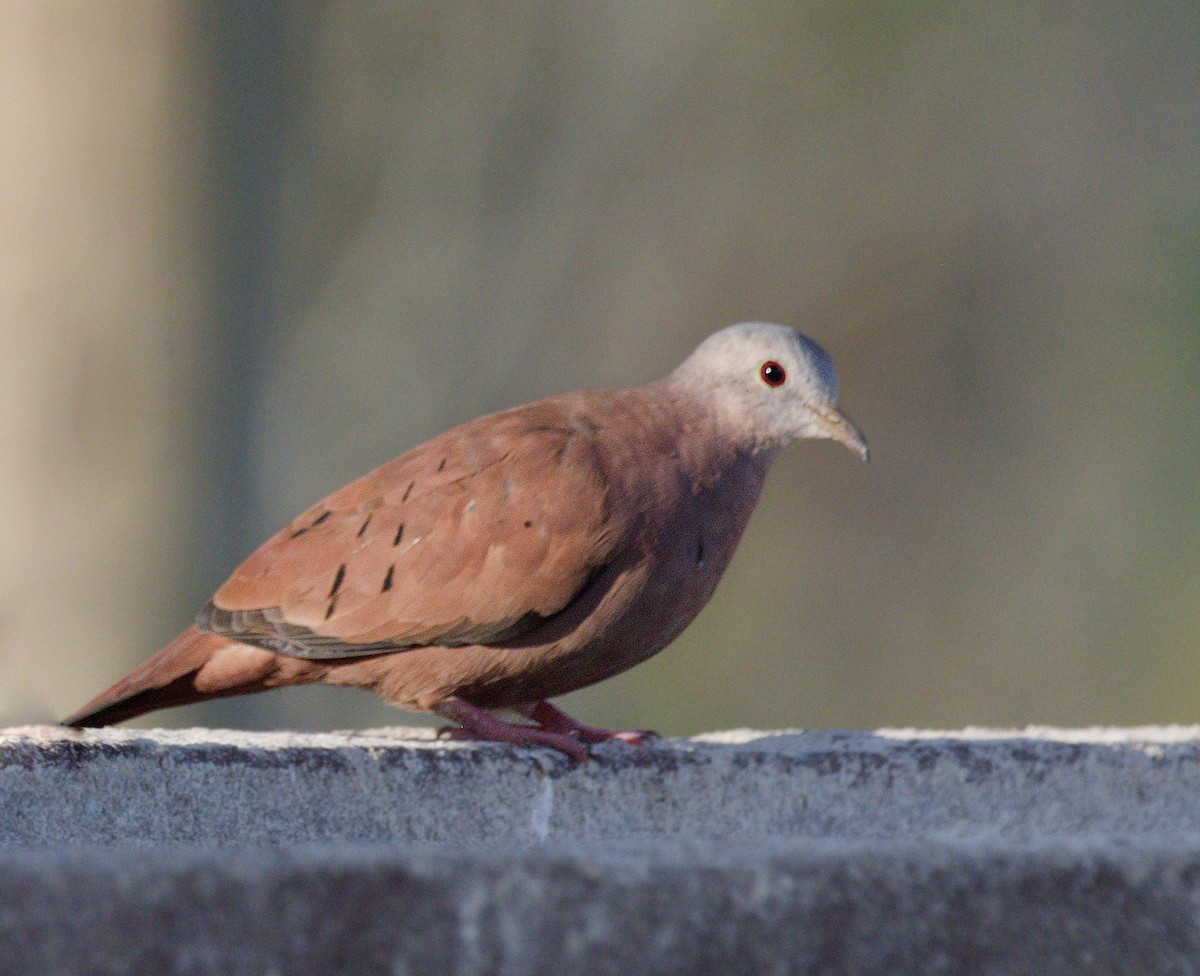 Ruddy Ground Dove - ML642747694
