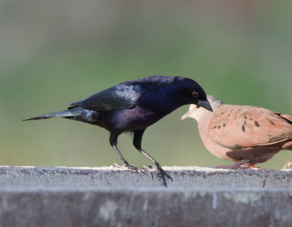 Shiny Cowbird - ML642747704