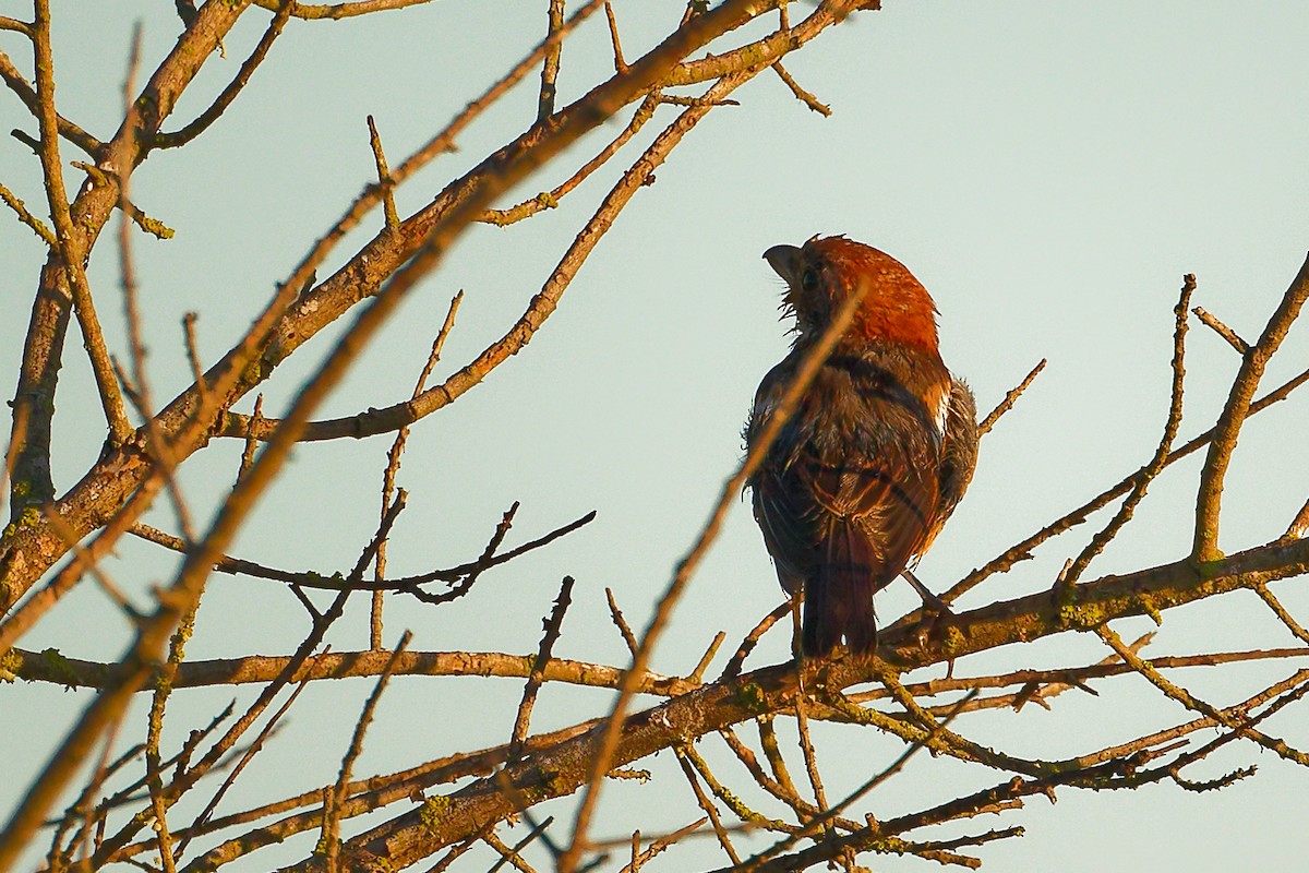 Woodchat Shrike (Balearic) - ML642747725
