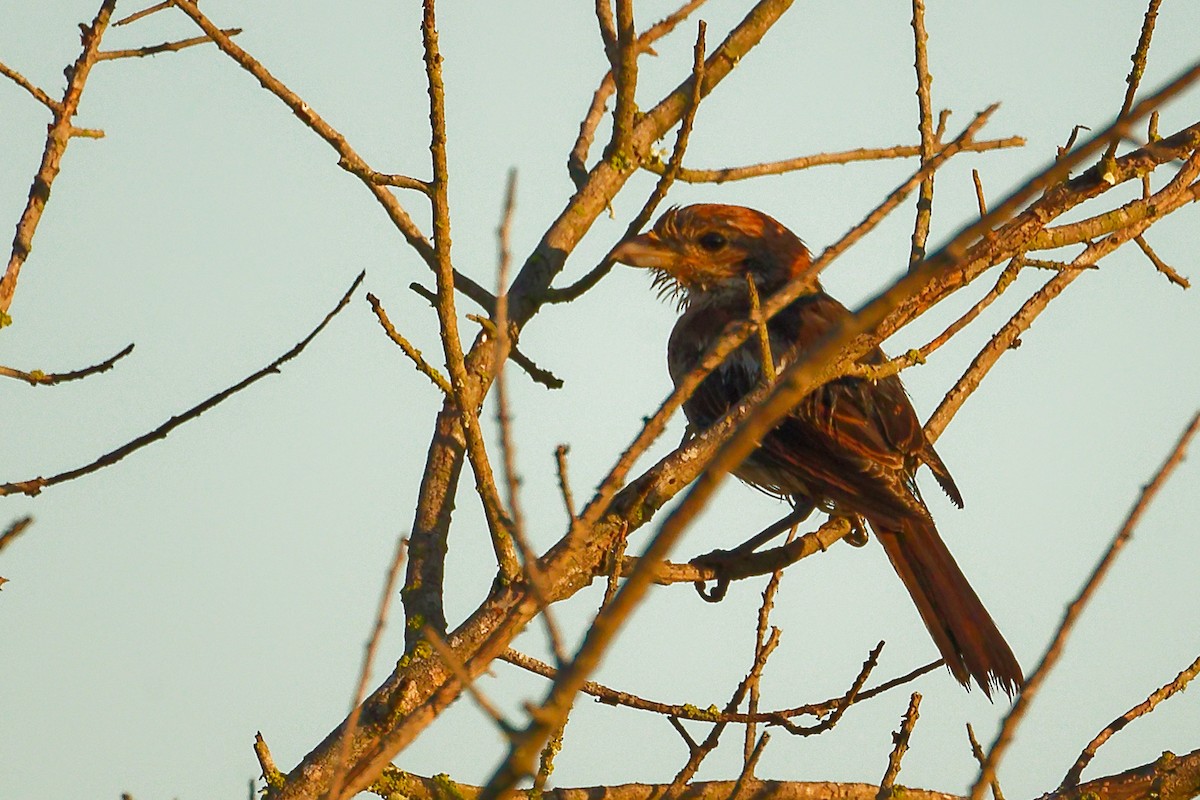 Woodchat Shrike (Balearic) - ML642747727
