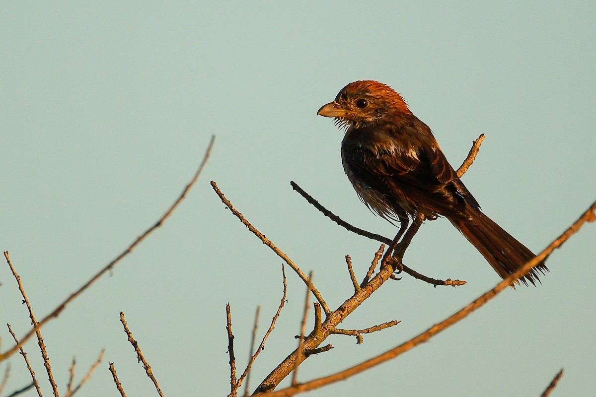 Woodchat Shrike (Balearic) - ML642747728