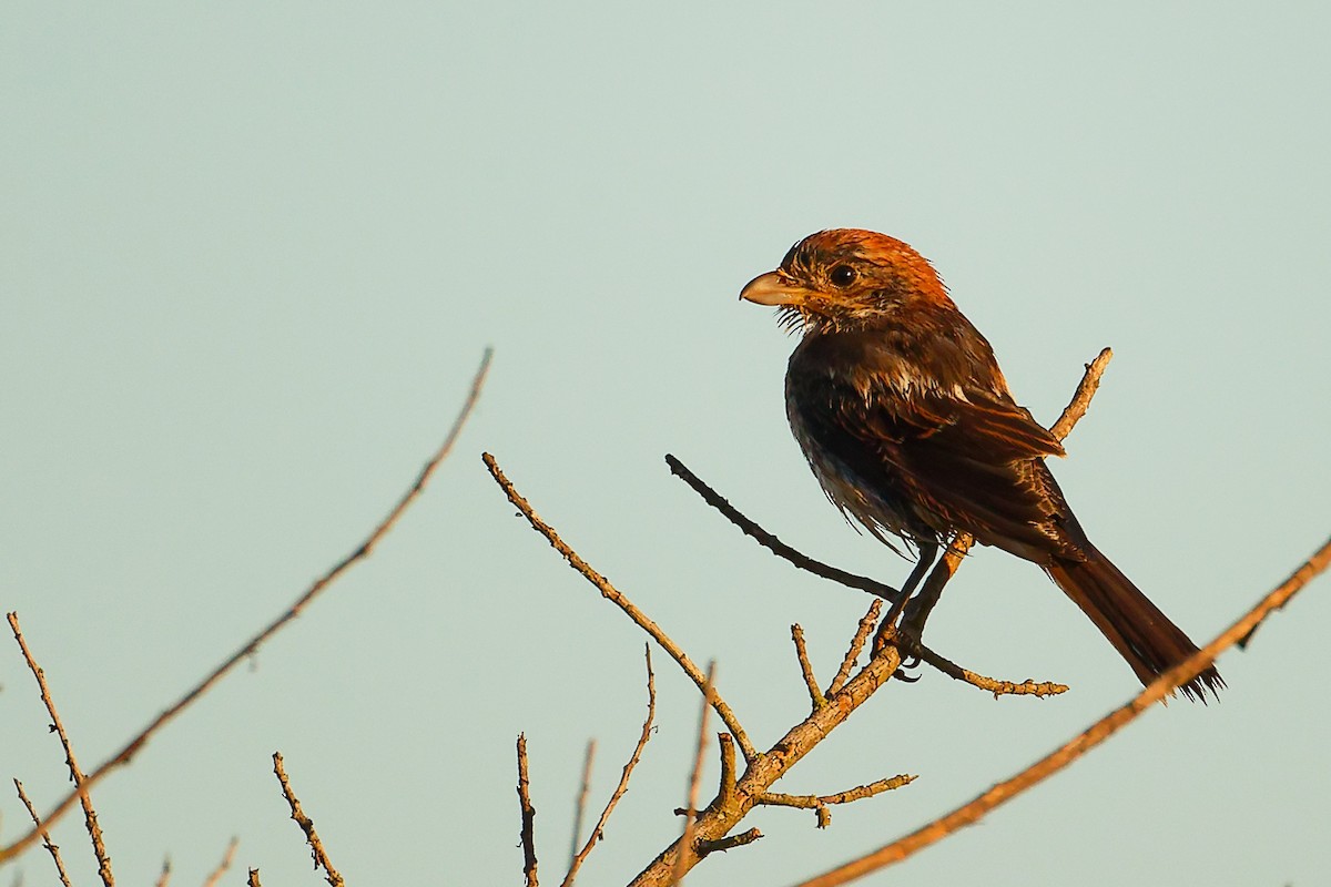 Woodchat Shrike (Balearic) - ML642747729