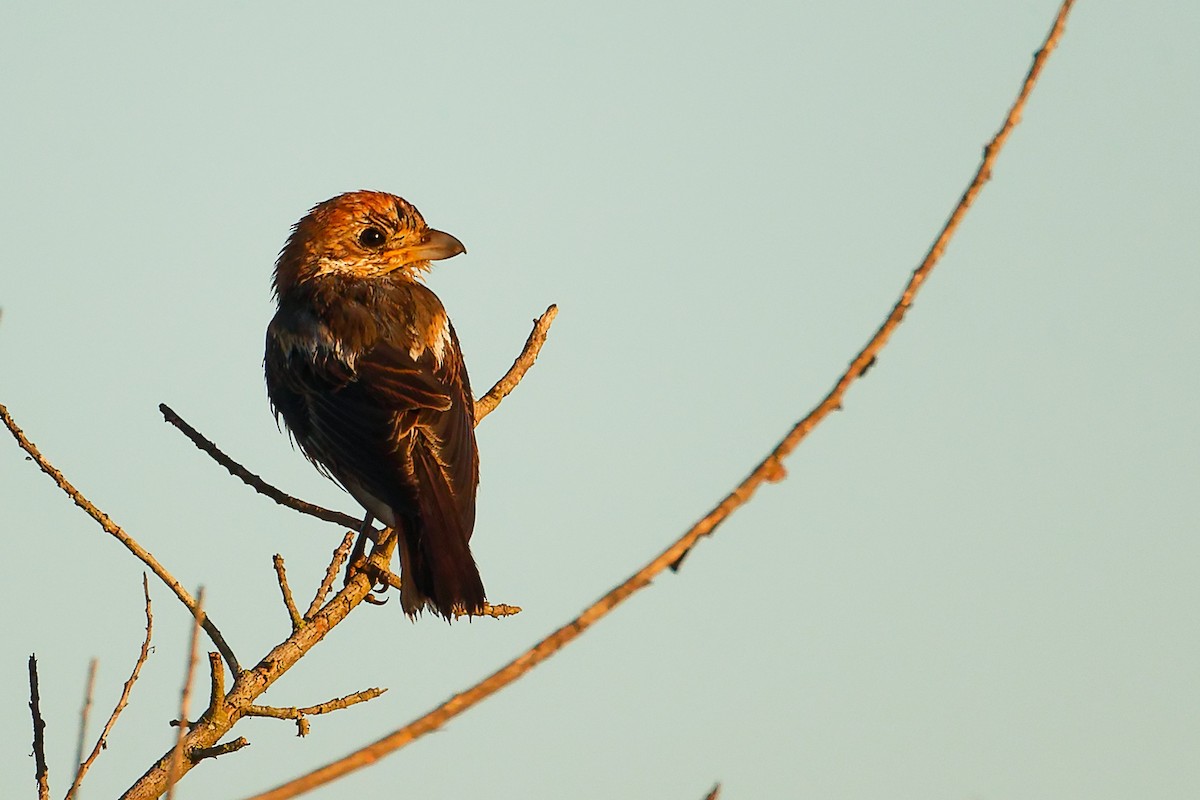 Woodchat Shrike (Balearic) - ML642747730