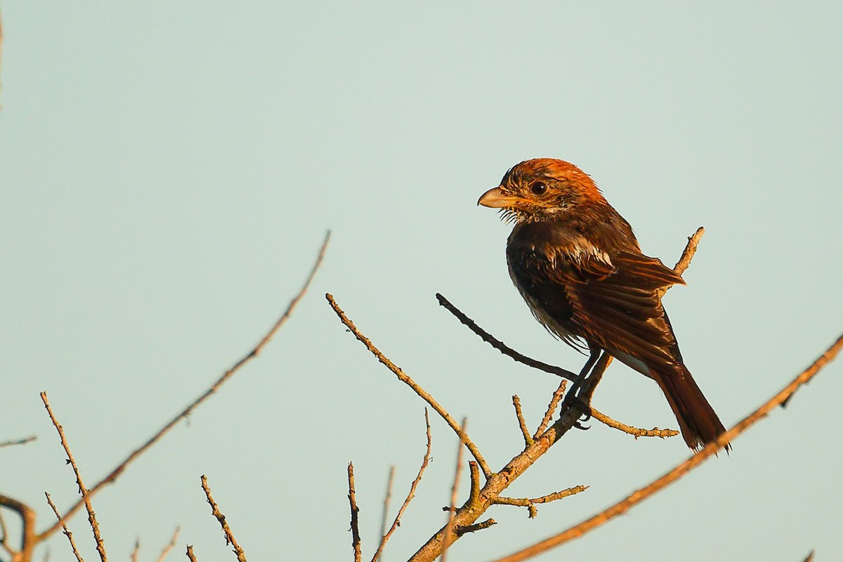 Woodchat Shrike (Balearic) - ML642747734