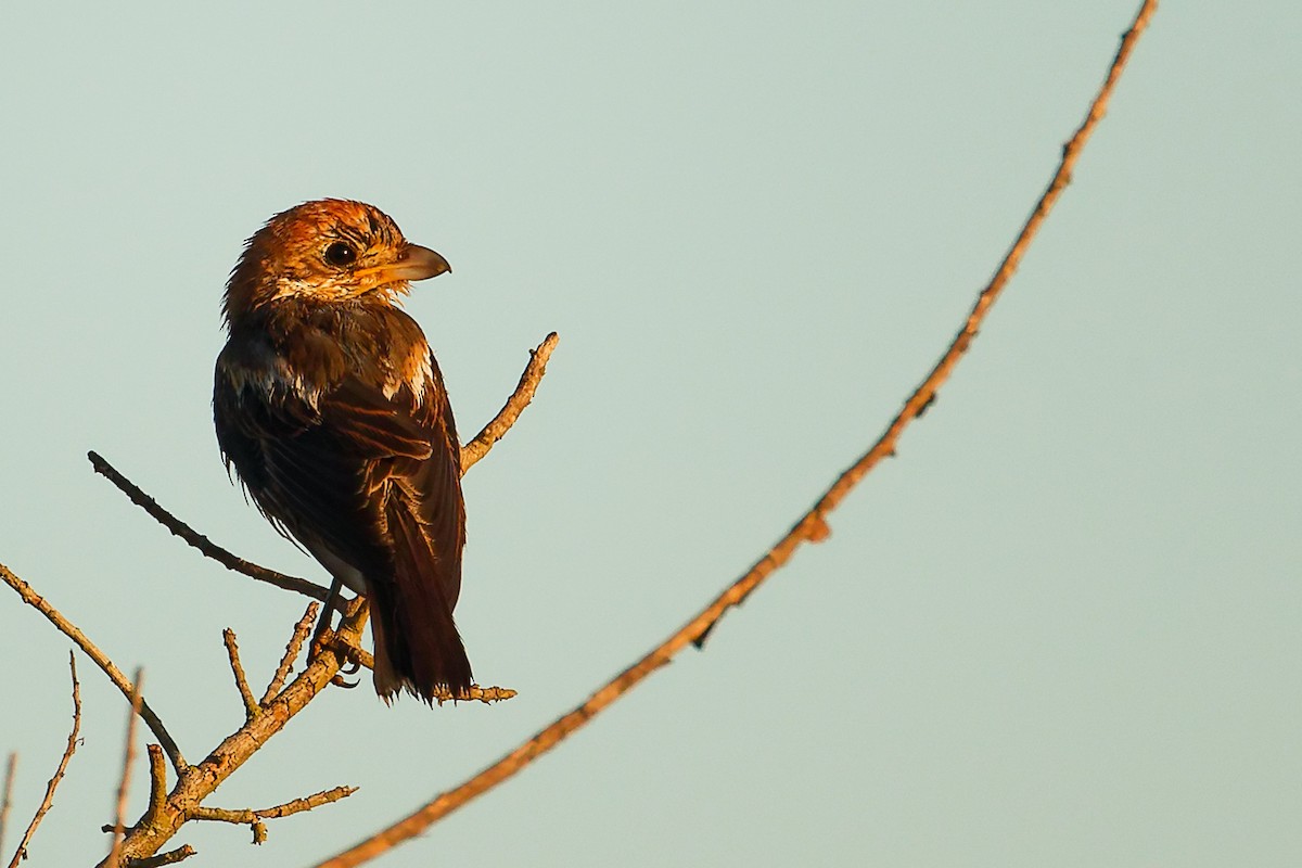 Woodchat Shrike (Balearic) - ML642747737