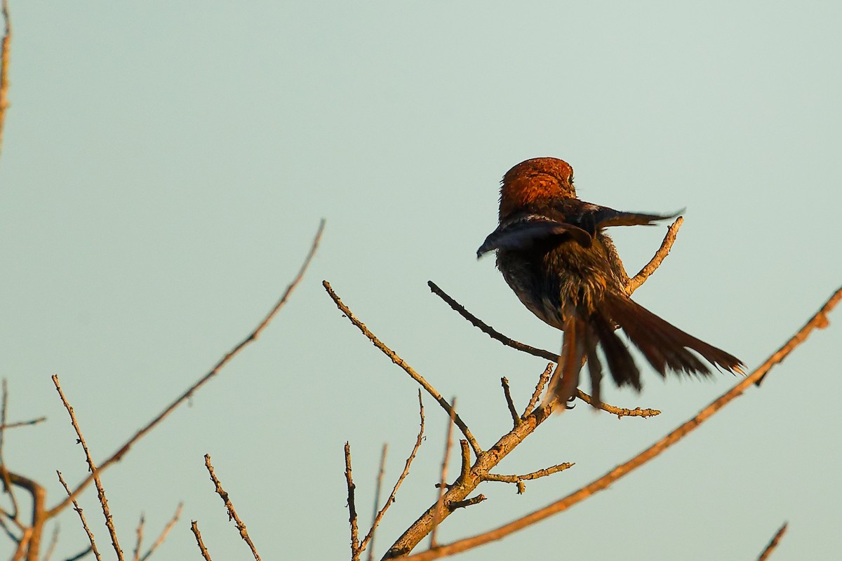 Woodchat Shrike (Balearic) - ML642747738
