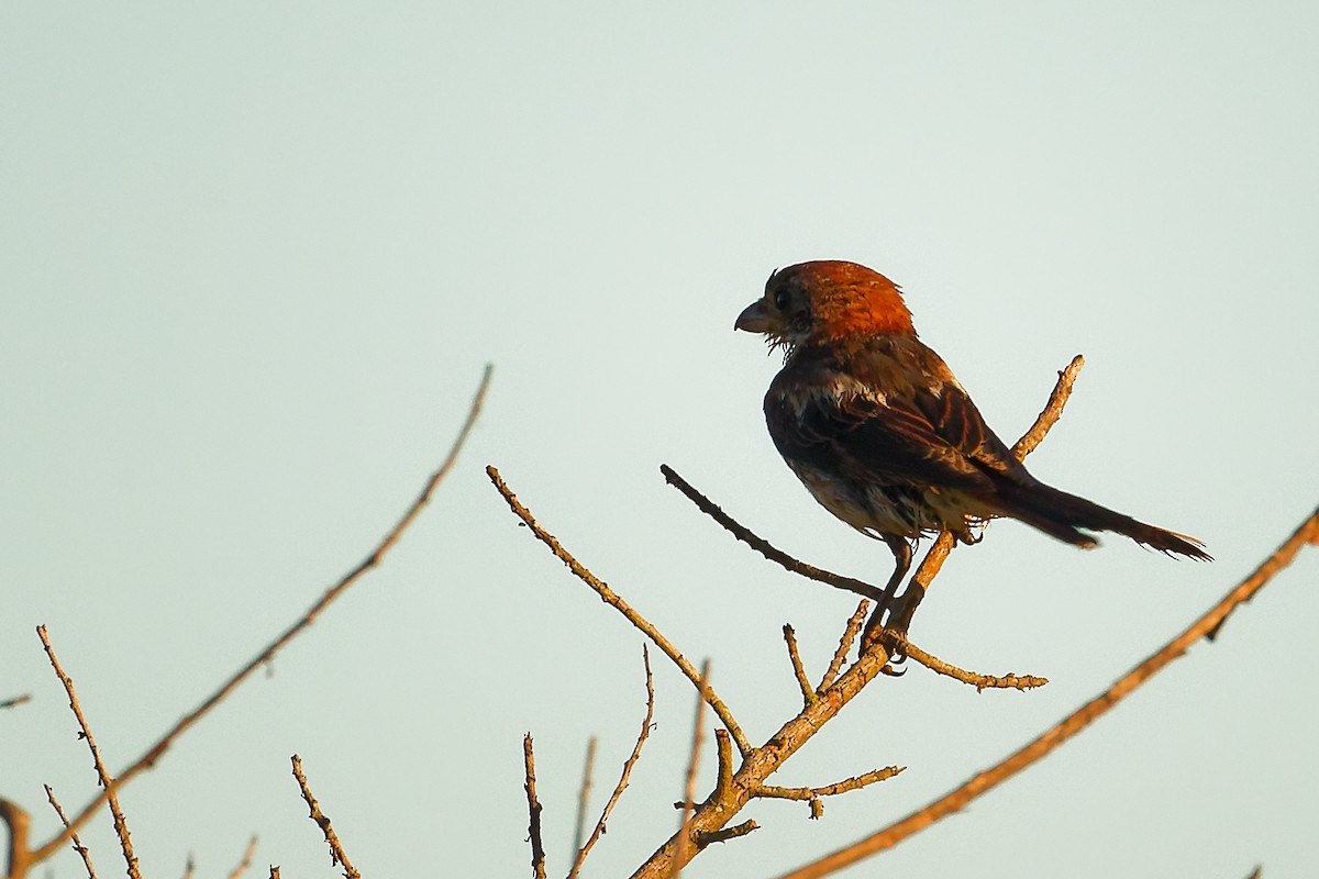 Woodchat Shrike (Balearic) - ML642747741