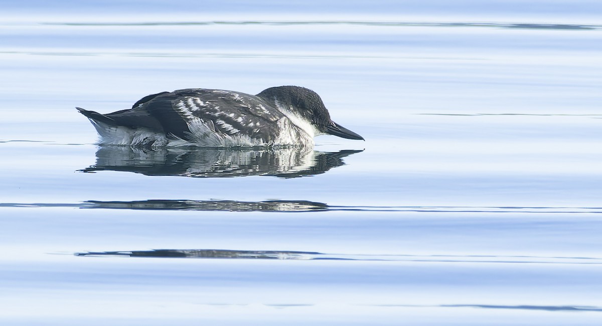 Pigeon Guillemot - ML642747775
