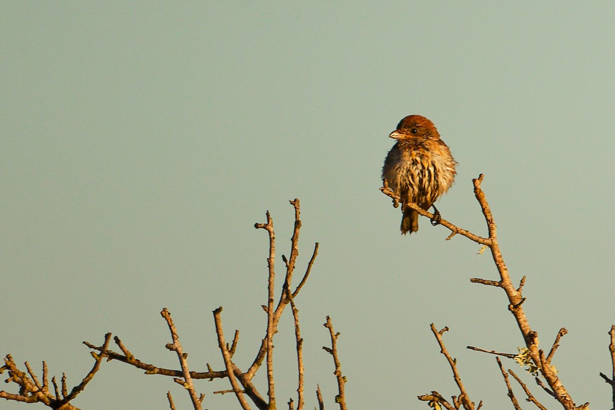 Woodchat Shrike (Balearic) - ML642747776