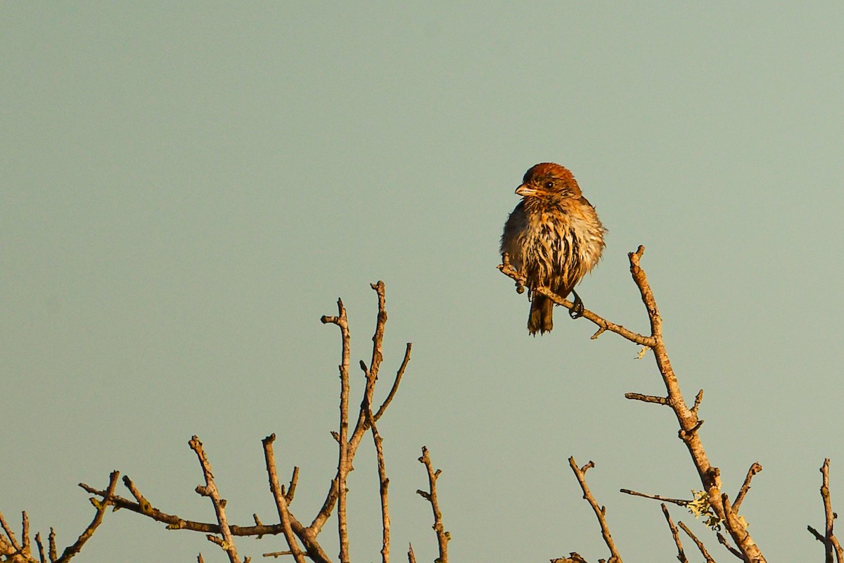 Woodchat Shrike (Balearic) - ML642747777