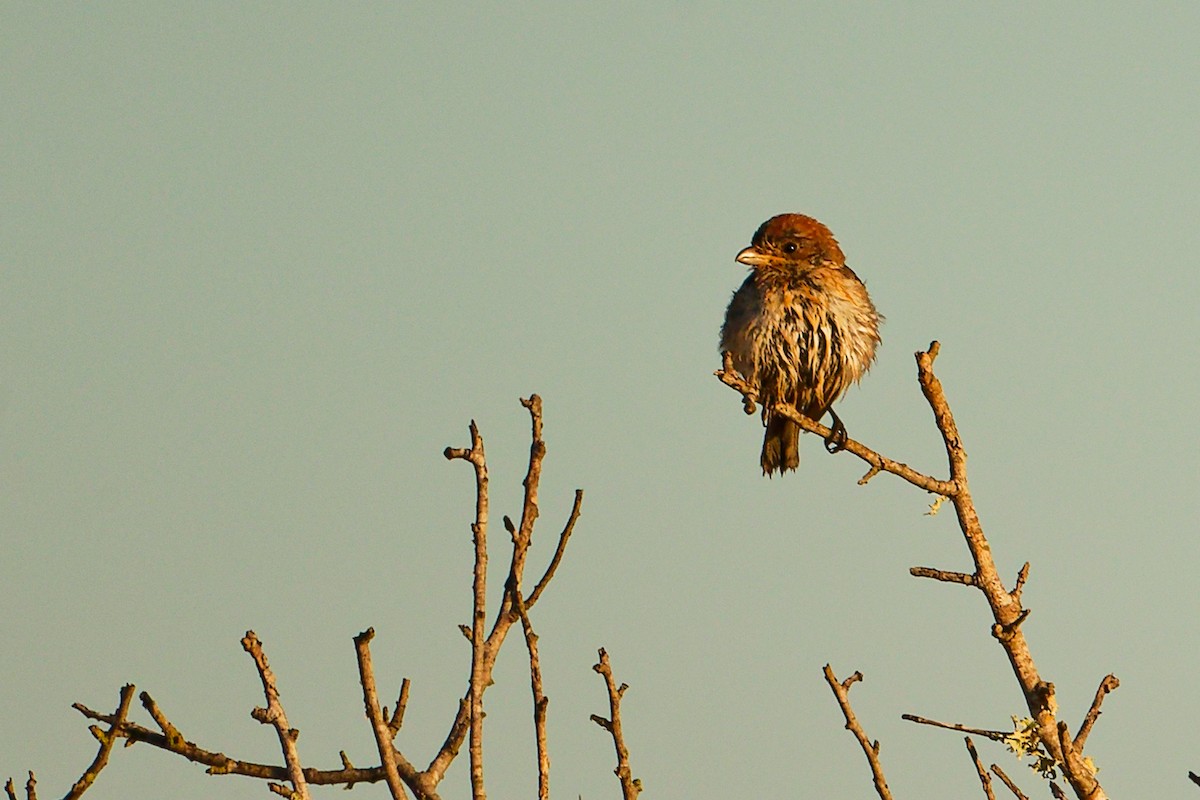 Woodchat Shrike (Balearic) - ML642747778