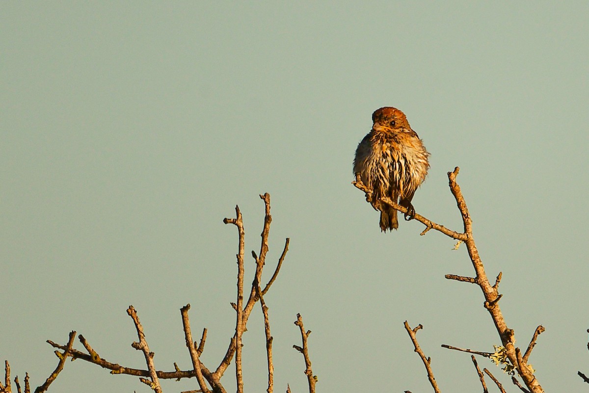 Woodchat Shrike (Balearic) - ML642747779