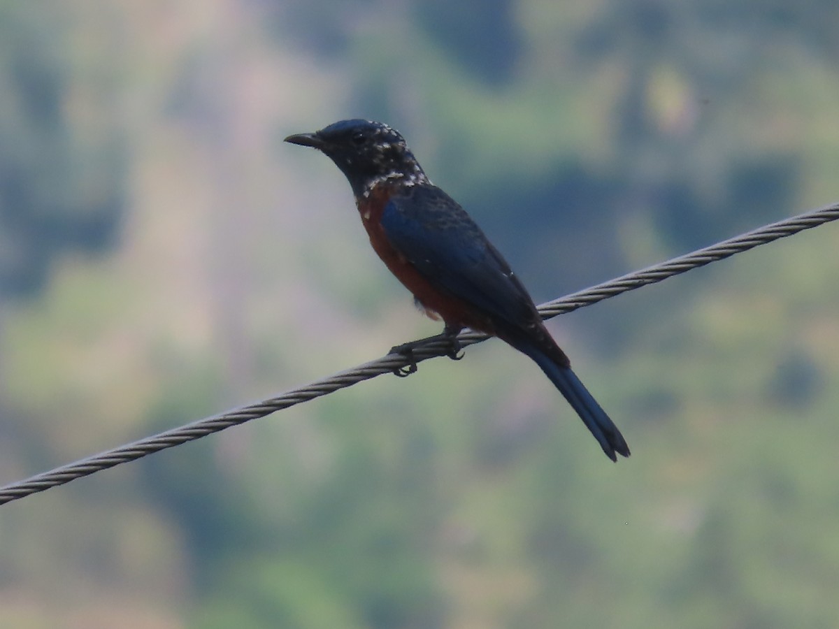 Blue-capped Rock-Thrush - ML642747784