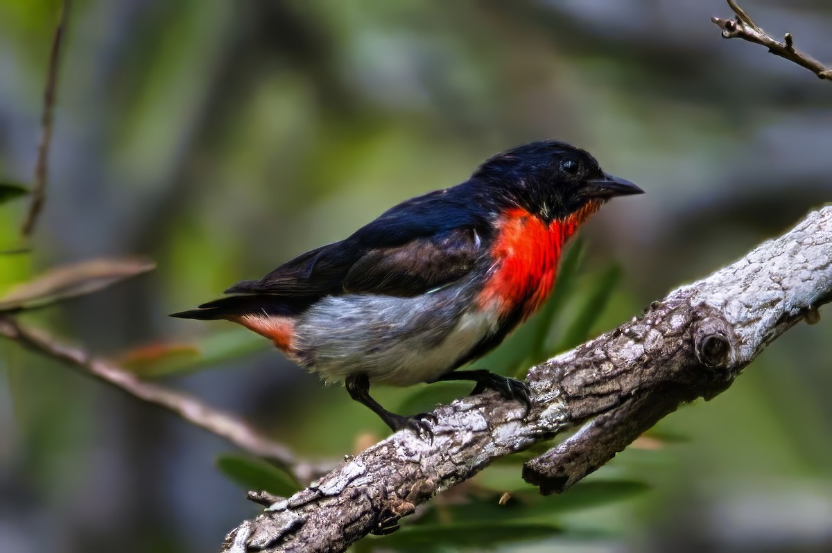 Mistletoebird - ML642747832