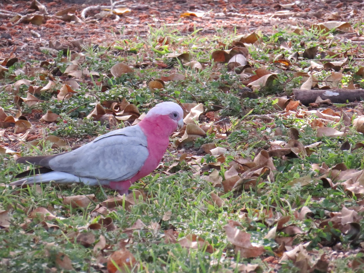 Galah - ML642747834