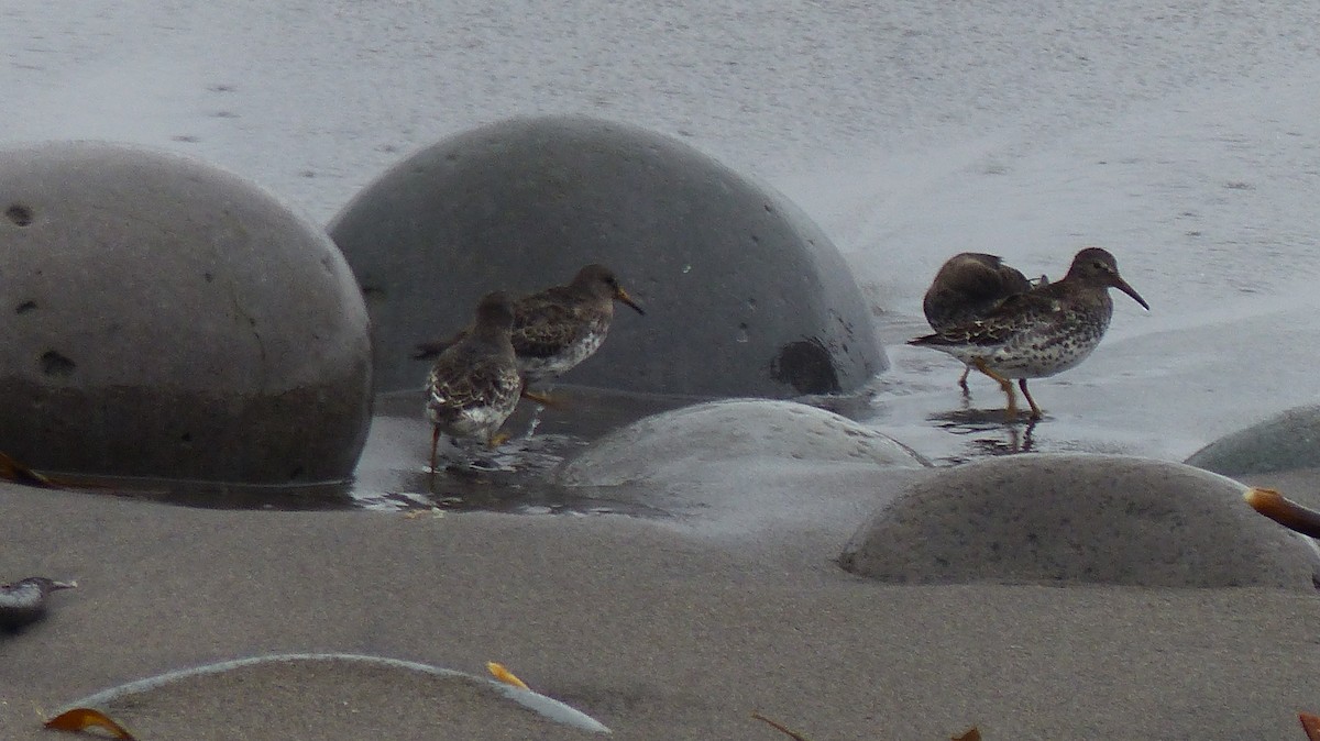 Rock Sandpiper - ML642747855