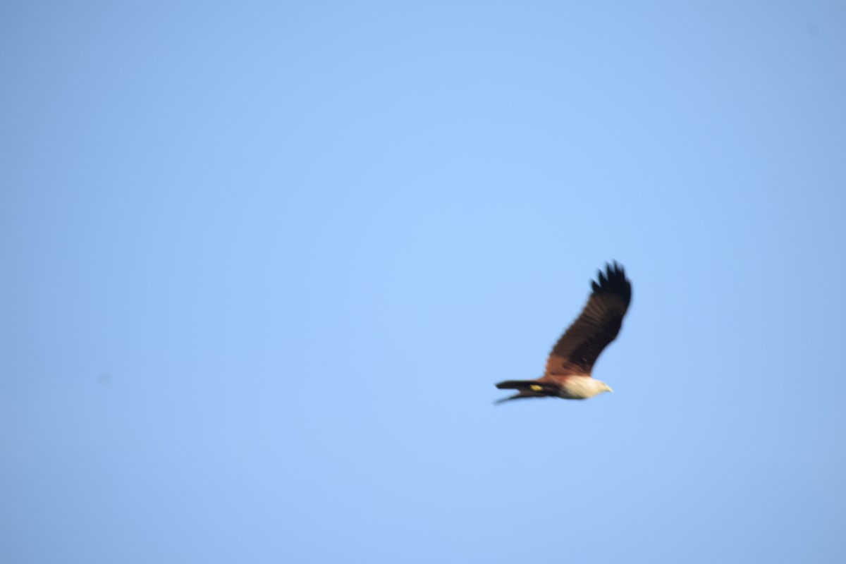 Brahminy Kite - ML642747861