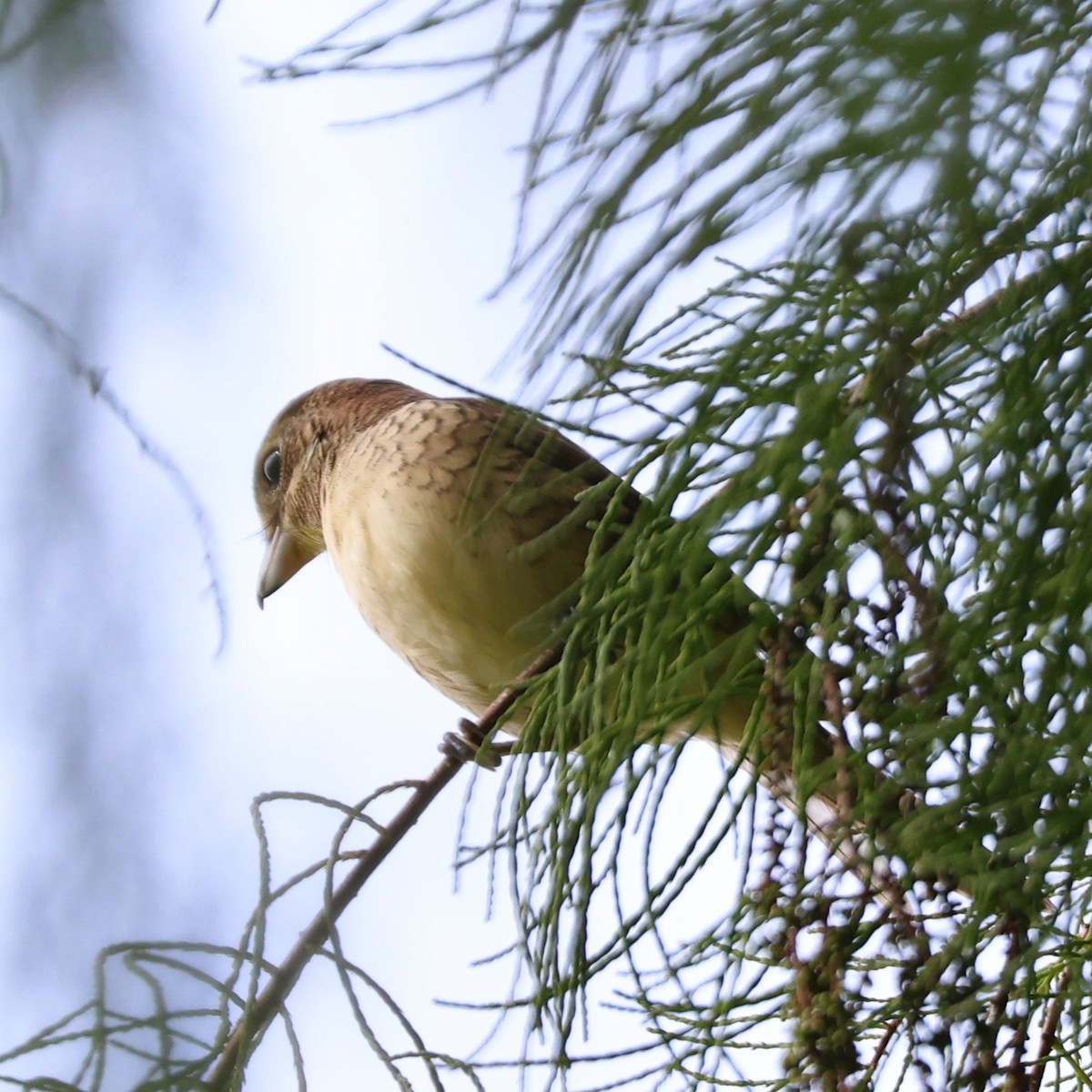 Tiger Shrike - ML642747879