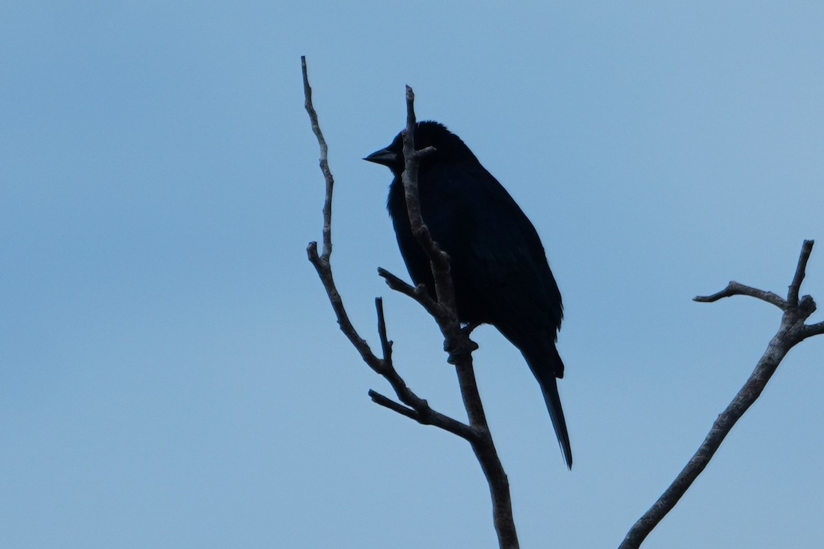 Shiny Cowbird - ML642747914