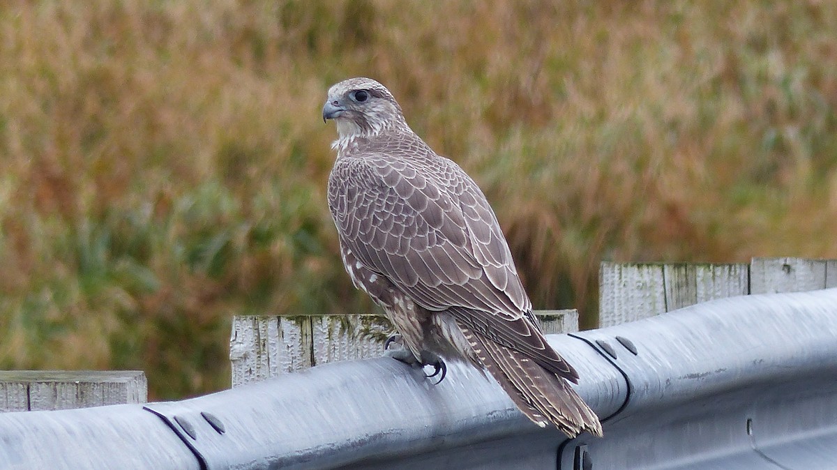 Gyrfalcon - ML642747927