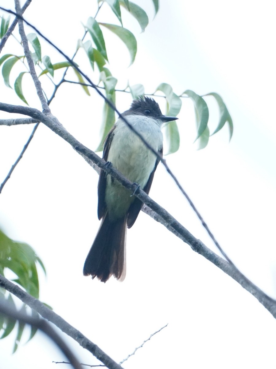 Short-crested Flycatcher - ML642747928