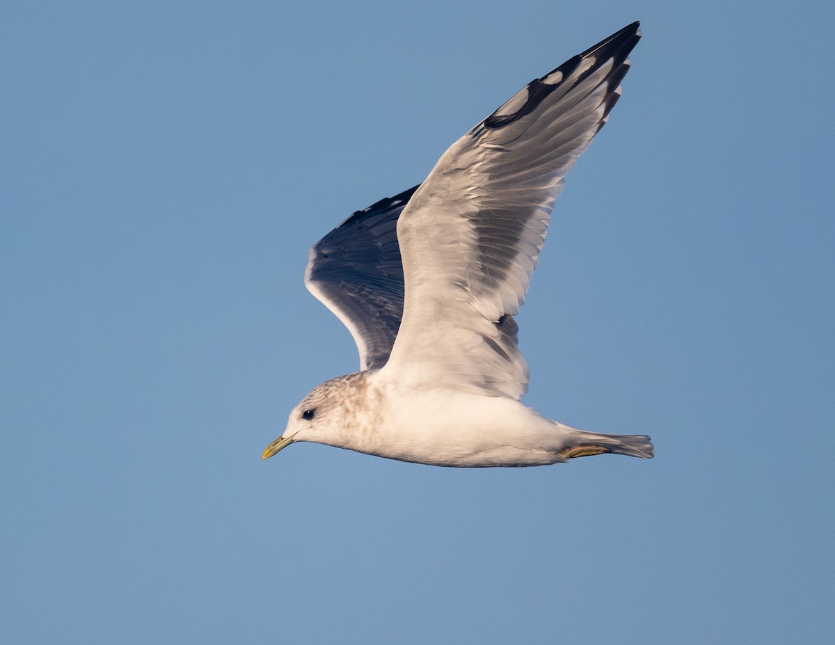 Short-billed Gull - ML642747941