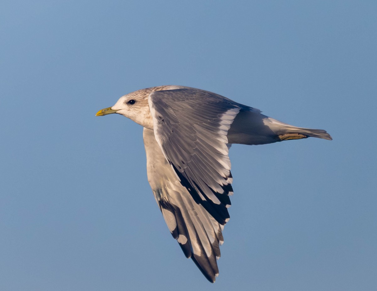 Short-billed Gull - ML642747950