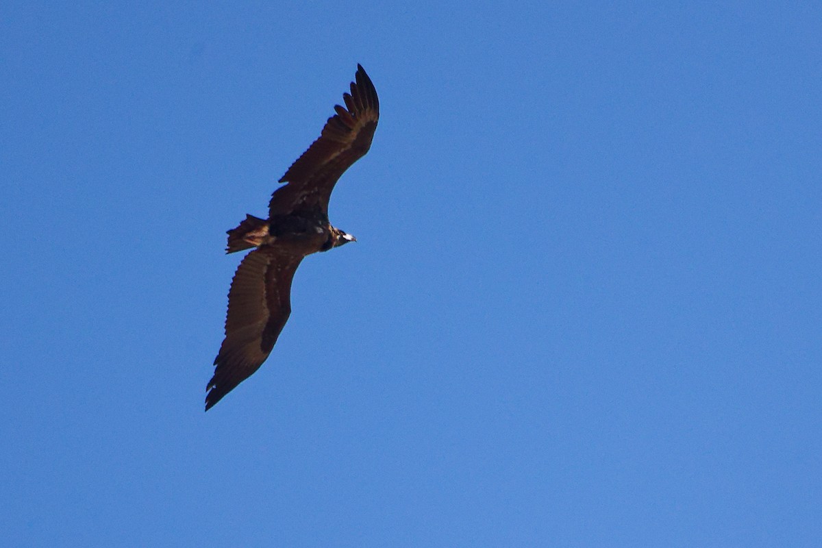 Cinereous Vulture - ML642747951