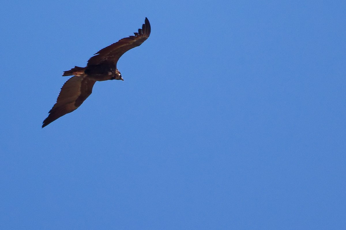 Cinereous Vulture - ML642747953