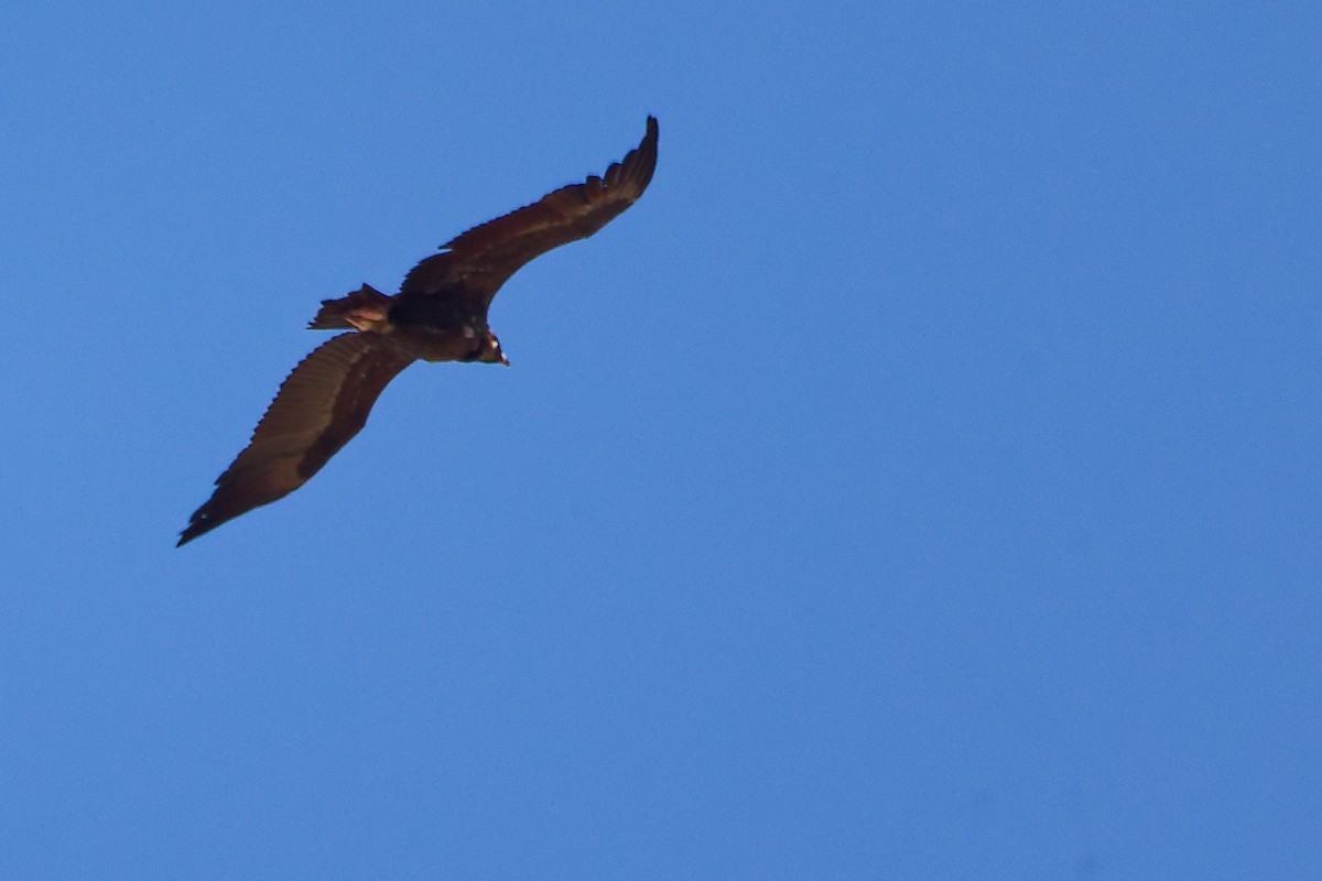 Cinereous Vulture - ML642747955