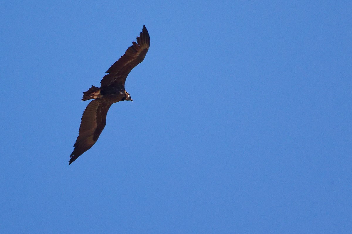 Cinereous Vulture - ML642747956