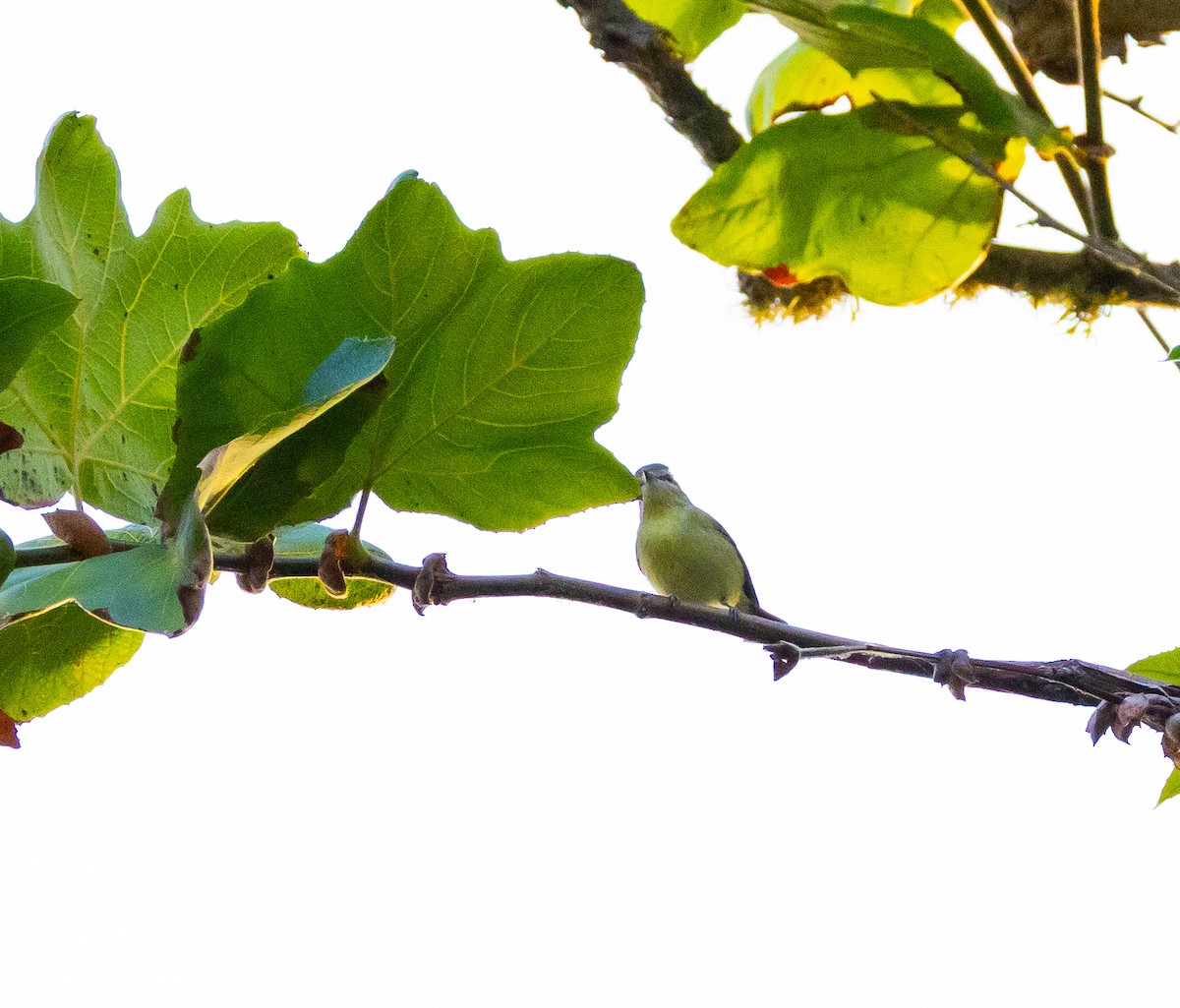 Philadelphia Vireo - ML642747971