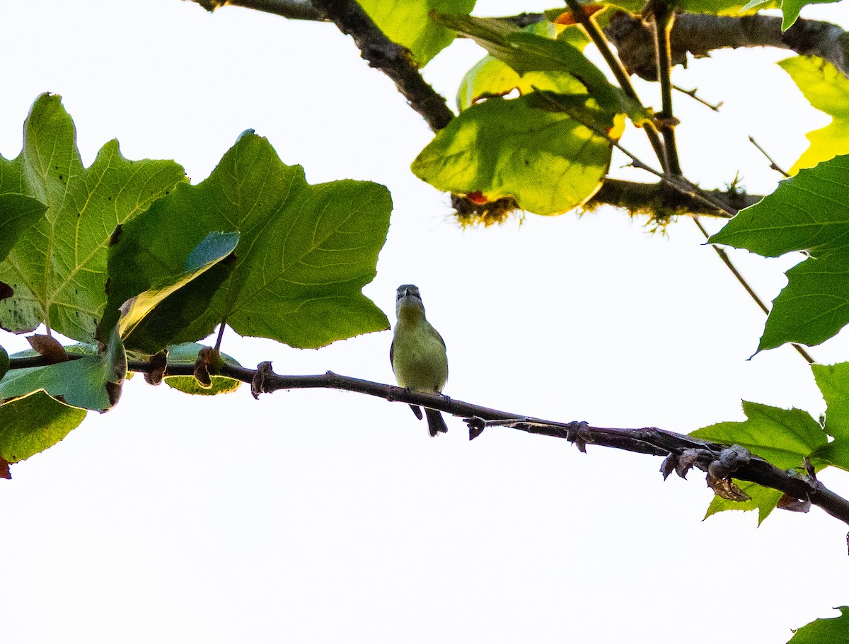 Philadelphia Vireo - ML642747973