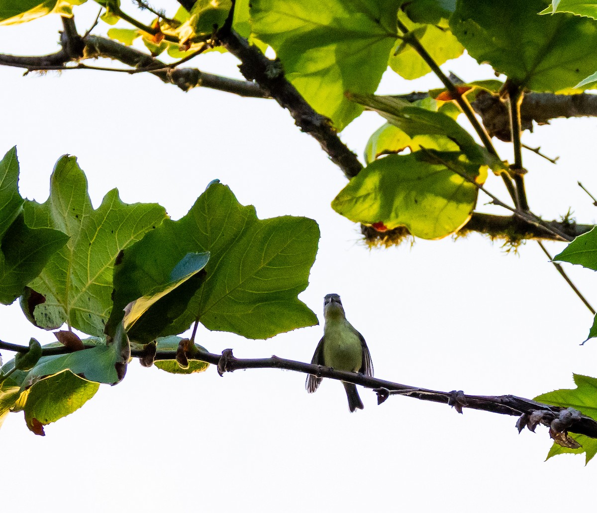 Philadelphia Vireo - ML642747975