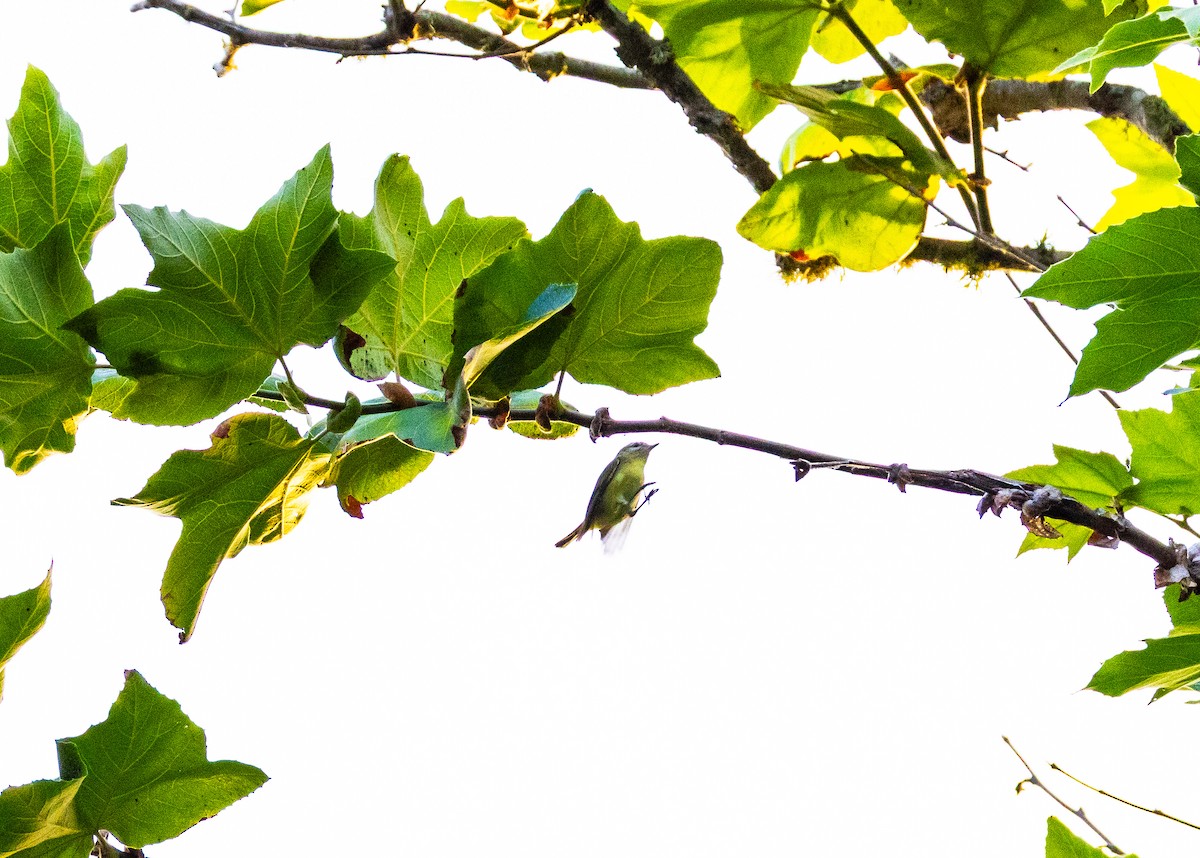 Philadelphia Vireo - ML642747976